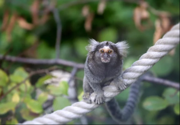 Sagui