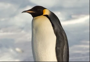 Pinguins-imperadores enfrentam risco de extinção na Antártida, aponta estudo