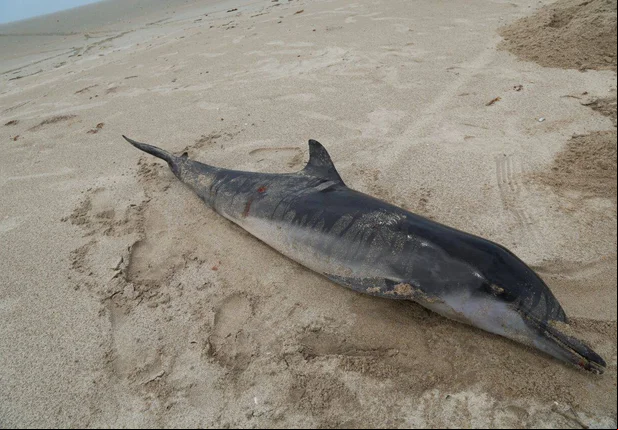 Golfinho morreu na praia do Arrombado 